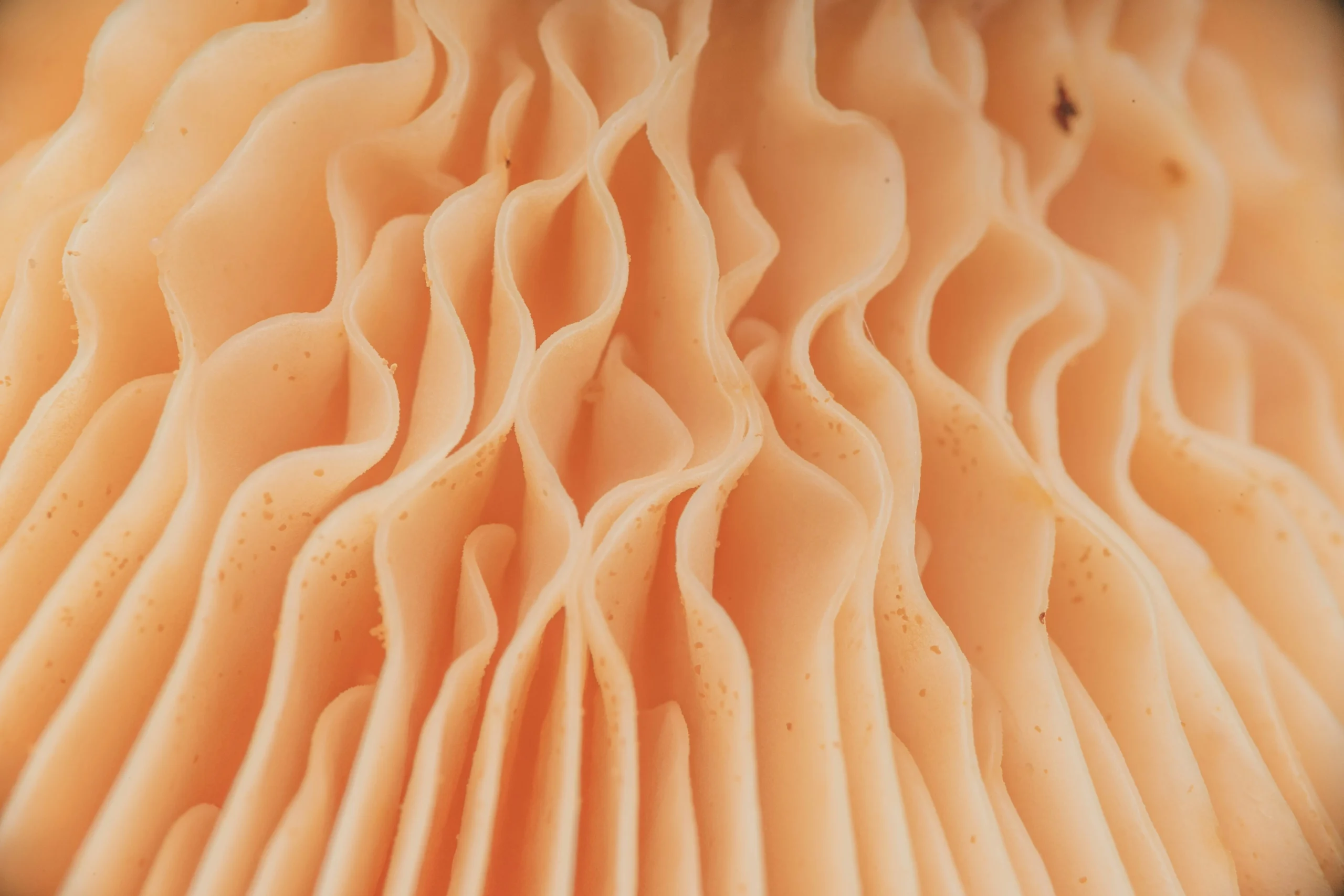 Seis brinquedos eróticos com textura que prometem novas sensações - Imagem do artigo