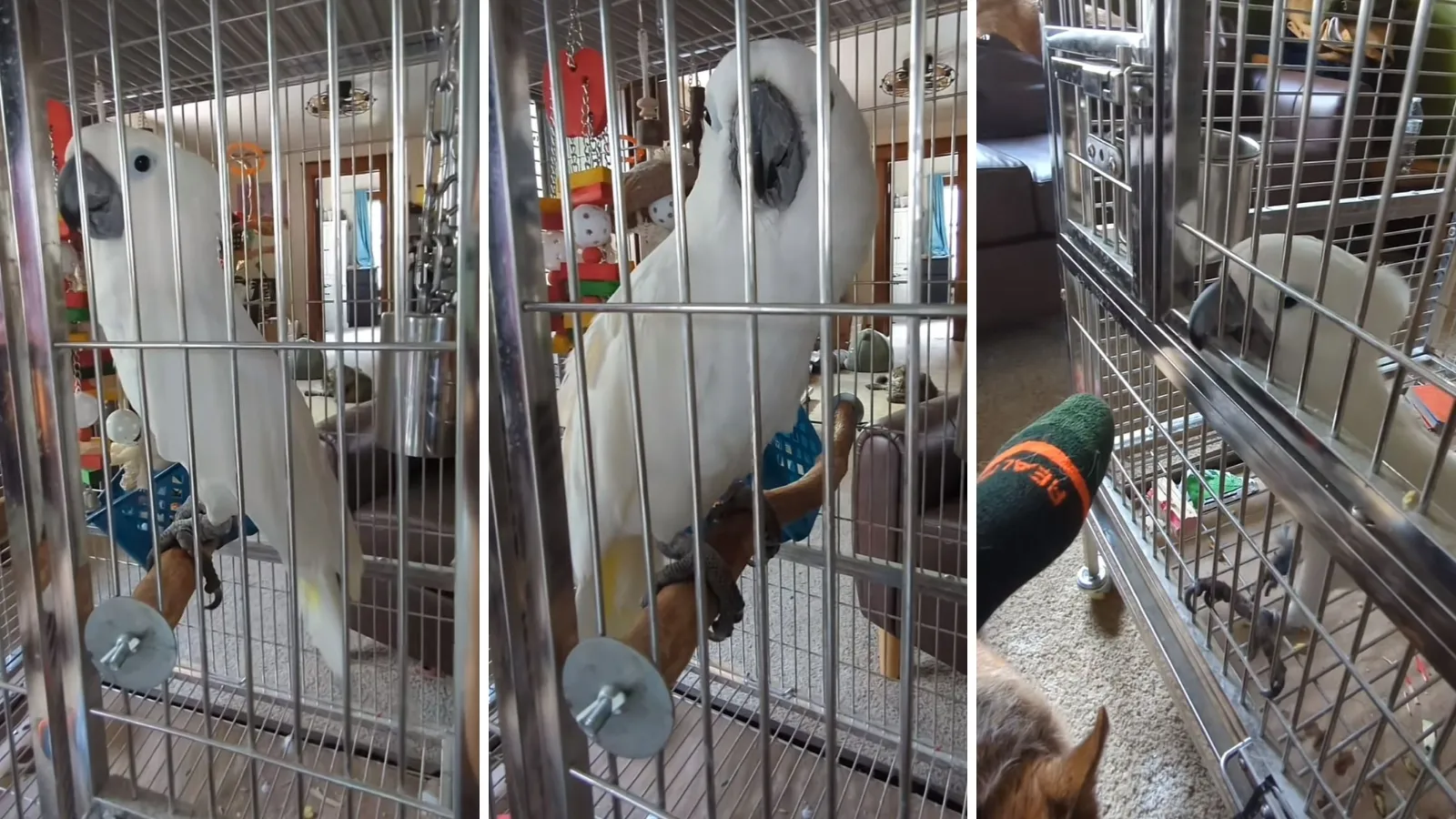 Mulher conversa com cacatua e vídeo de pedido choca web - Imagem do artigo