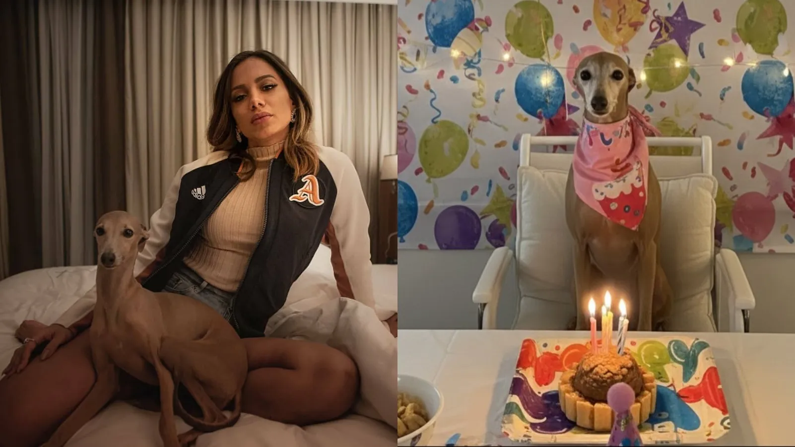 Cachorro de Anitta comemora 9 anos com festa especial - Imagem do artigo