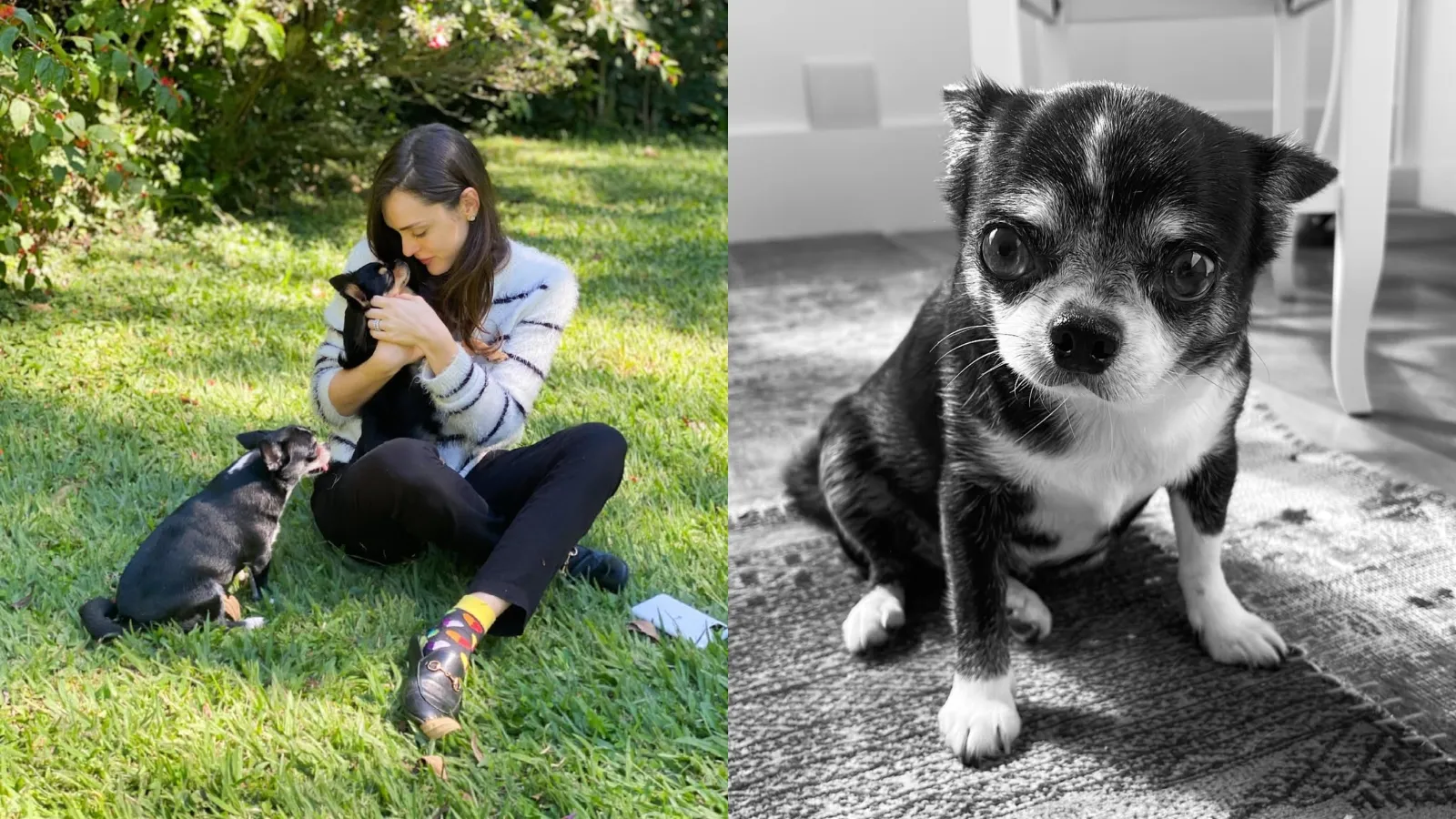 Isabelle Drummond lamenta morte da cachorrinha Vida - Imagem do artigo