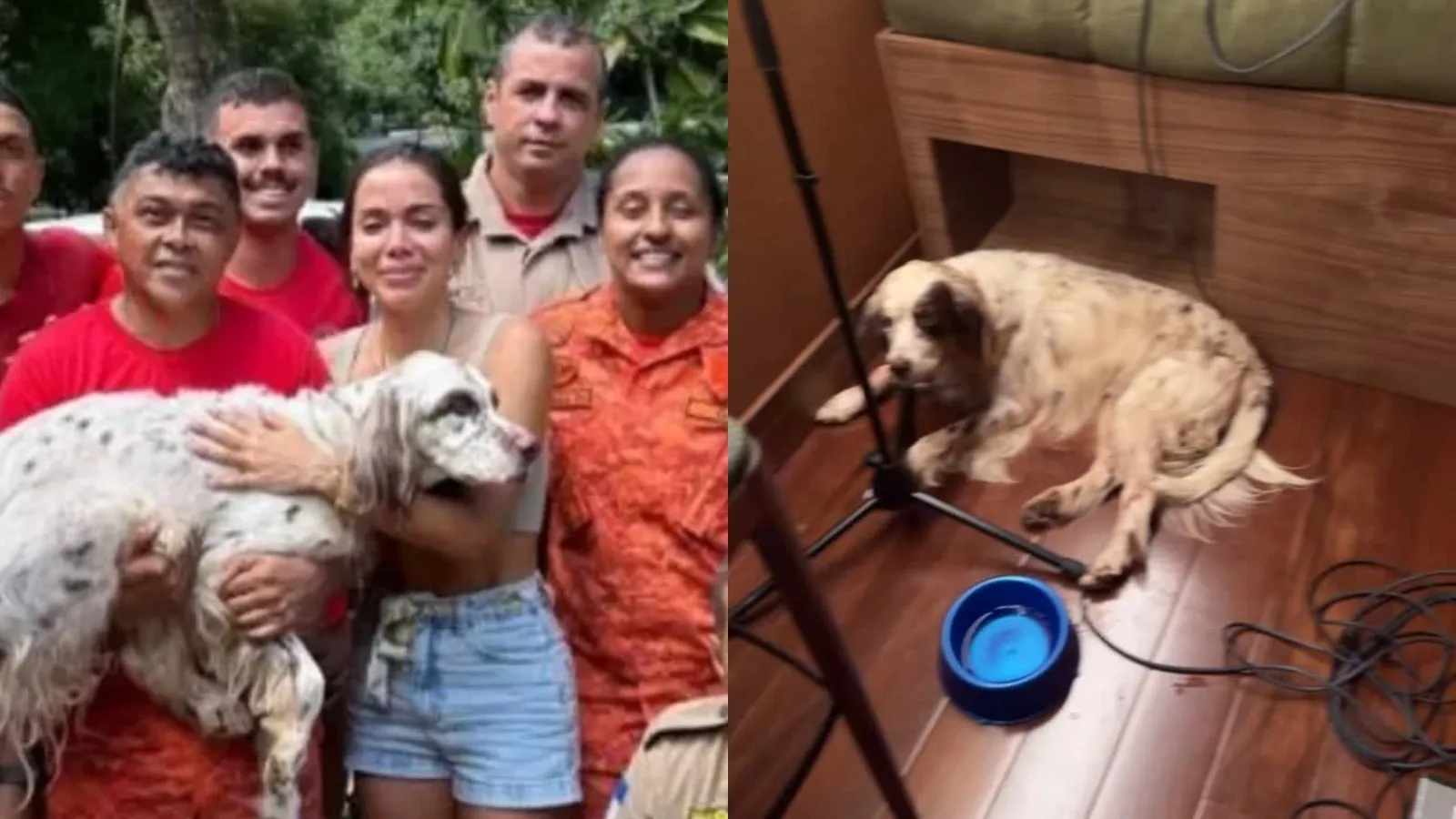 Anitta protege cachorro de fogos no Réveillon com estúdio - Imagem do artigo