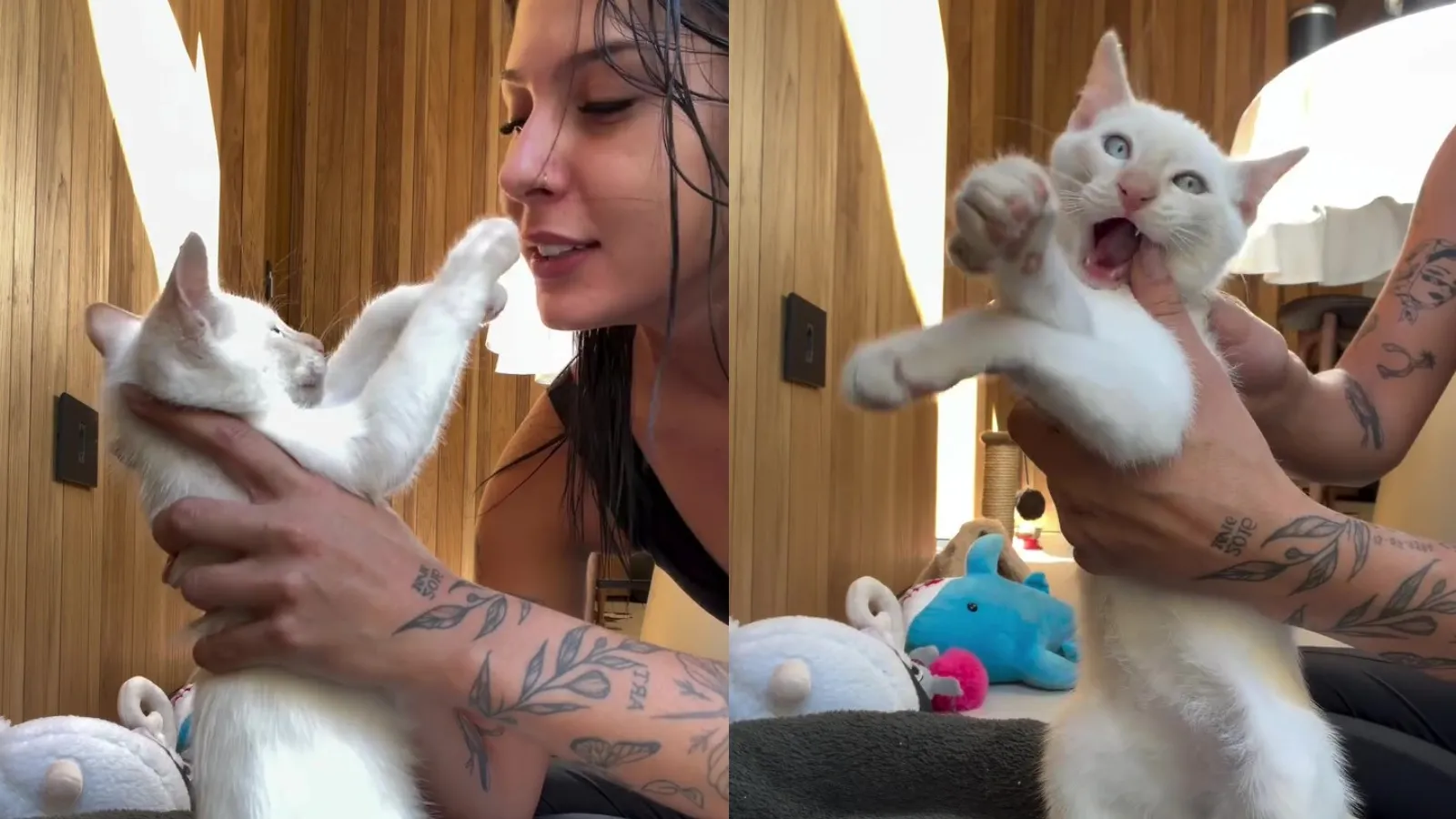 Ana Castela: gato estressado desafia adaptação do pet - Imagem do artigo