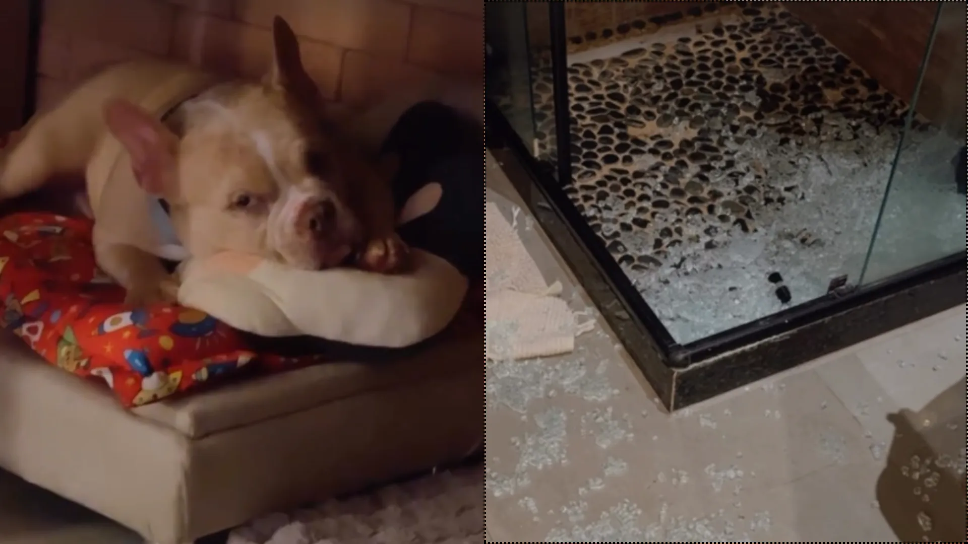 Carol Nakamura: cachorro destrói box de vidro do banheiro - Imagem do artigo